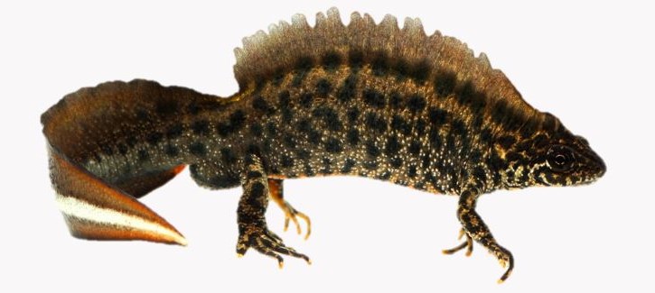 crested newt image