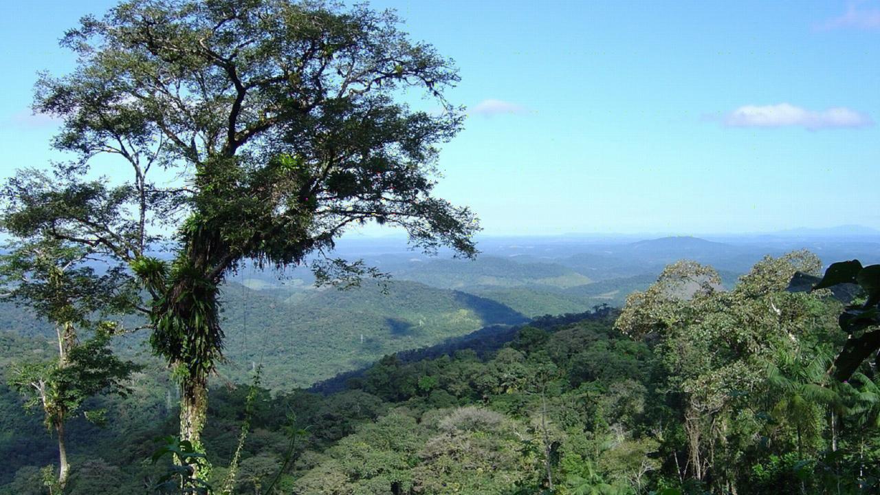 Atlantic Forest in SE Brazil