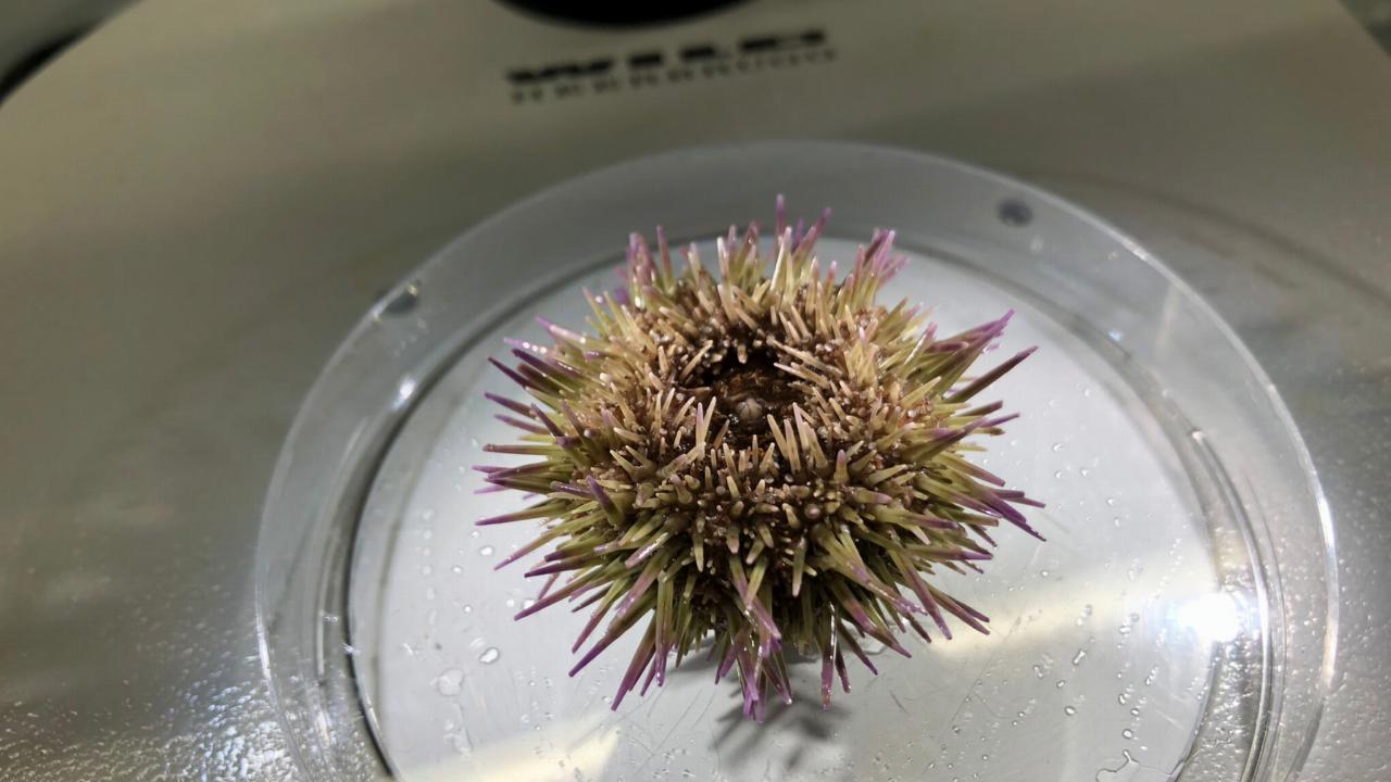 Sea urchin on a petri dish