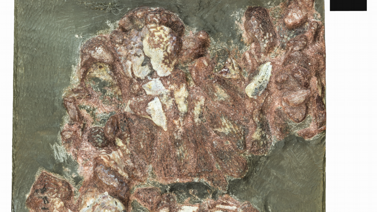 Foto van het fossiel van Eriptychius americanus