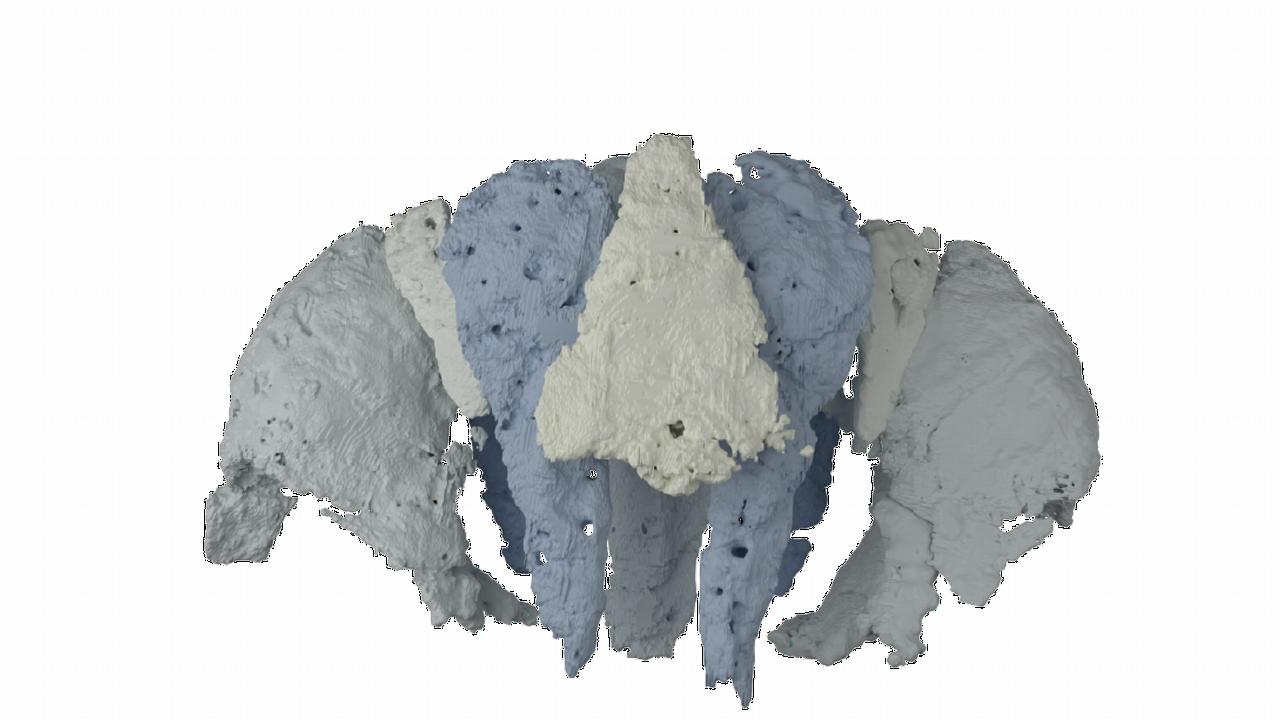 3D reconstructie van de schedel Eriptychius americanus