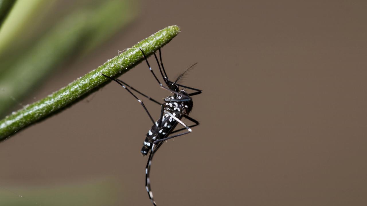 Azian tigermosquito