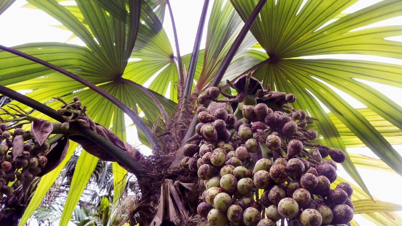 Vruchten aan een palmboom Cryosophila warscewiczii