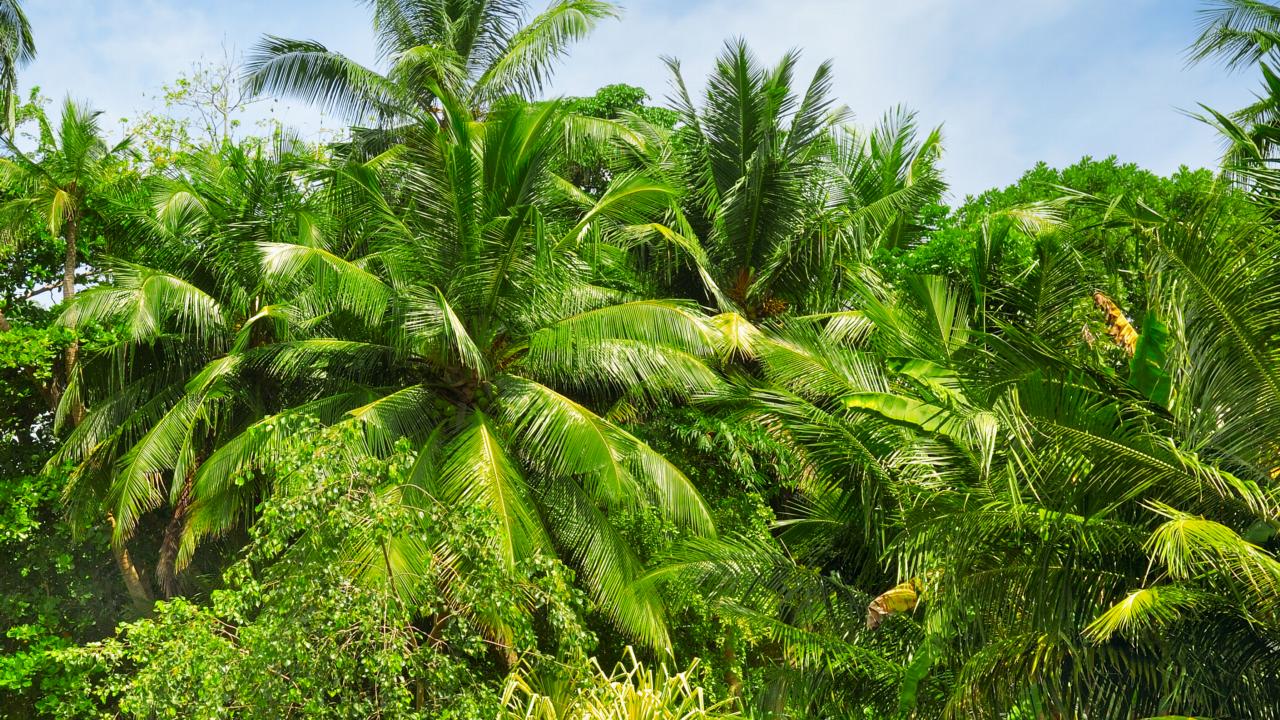Palm bos