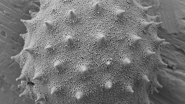 pollen grain - Abutylon rufinerve - Malvaceae
