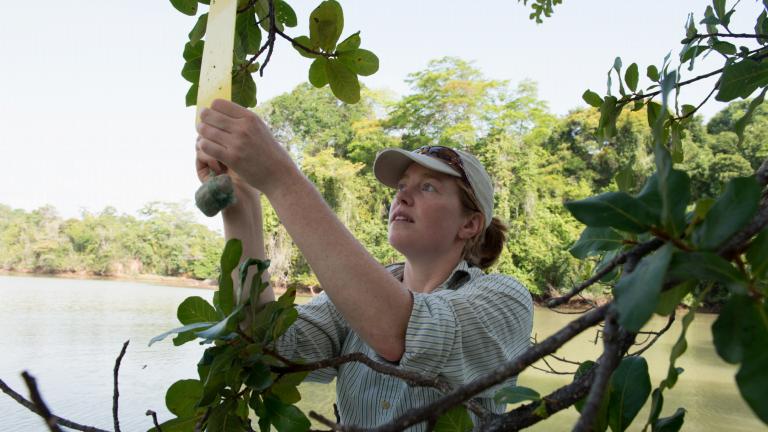 Aafke Oldenbeuving taking samples from a fig tree