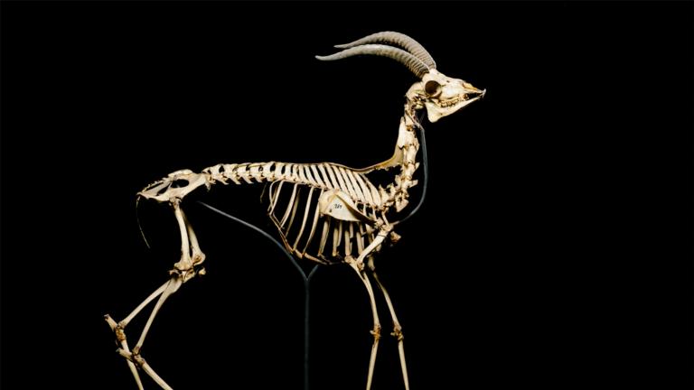 Dorcas Gazelle skeleton - Joris van Alphen