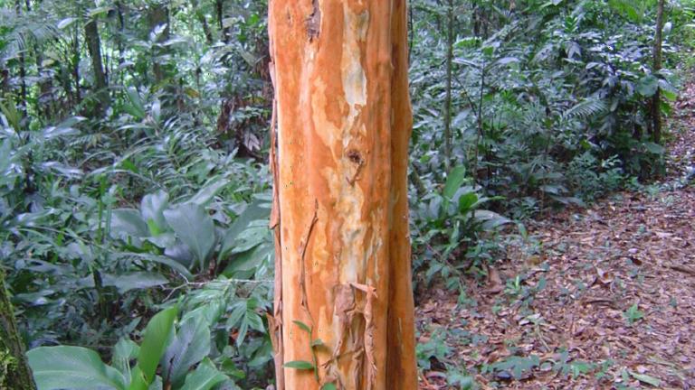 Red trunk of Eugenia multicostata in SE Brazil