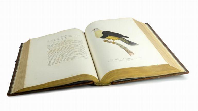 Rare book about pigeons