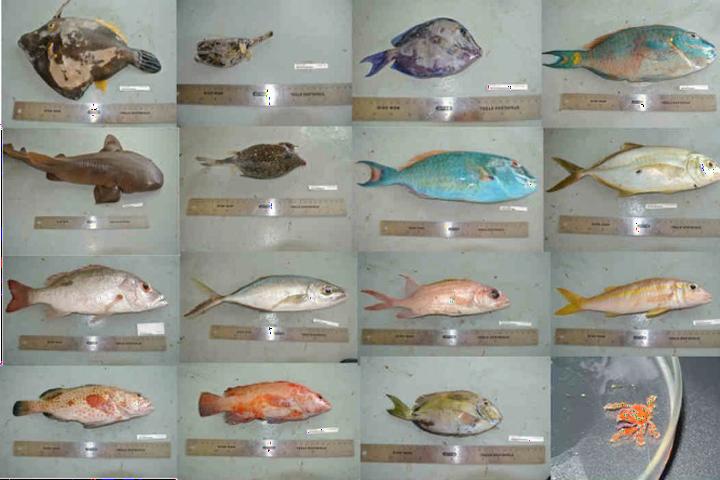 Different fish species