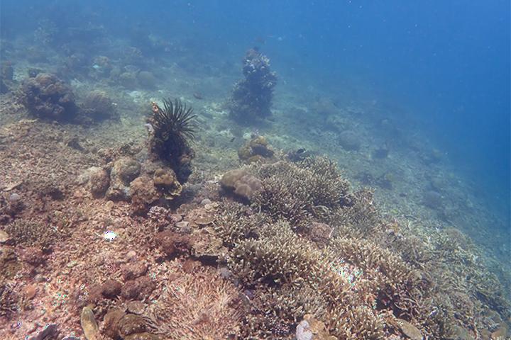 Coral reef murky water