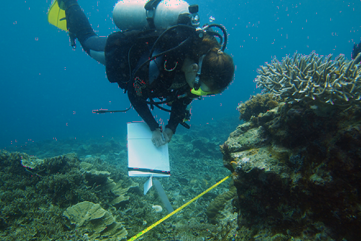 Sponge survey at the Spermonde archipelago, SW Sulawesi, Indonesia.