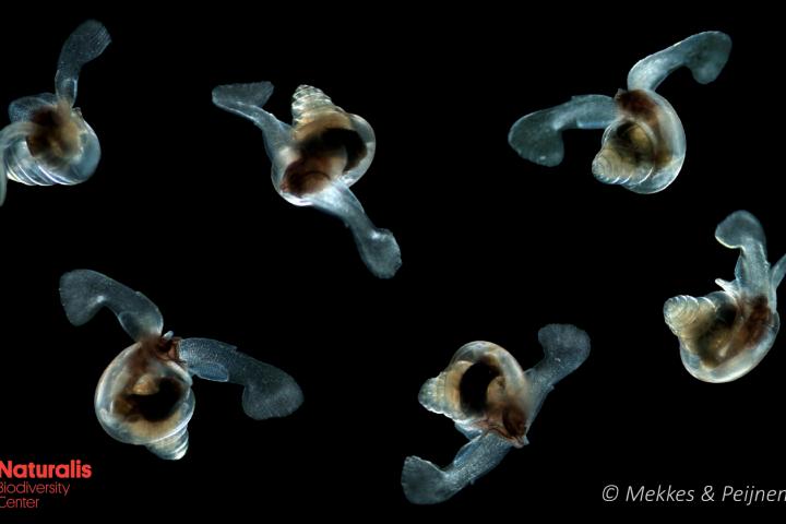  Een compilatie van de kwetsbare zeevlinder Limacina retroversa zwemmend in de oceaan. Credits: Lisette Mekkes & Katja Peijnenburg, Naturalis.