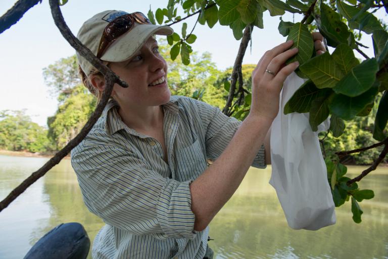 Aafke Oldenbeuving collecting figs in Panama