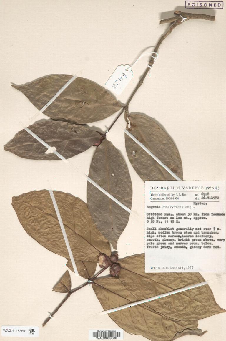 Eugenia kameruniana Engl., een klein struikje dat pas recentelijk is verdwenen, maar in 1970 en 1987 nog werd verzameld in Kameroen. 