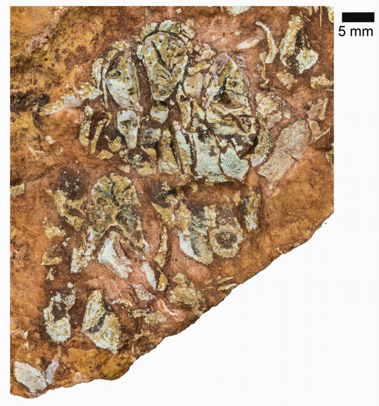 Foto van het fossiel van Eriptychius americanus