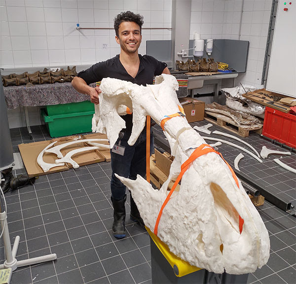 3D-modelleur en anatoom Pasha van Bijlert met de 3D-print van de schedel van Trix. Bron: Pasha van Bijlert, Naturalis