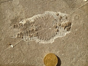 Fossiele rostroconch in vergelijking met 50 cent munt