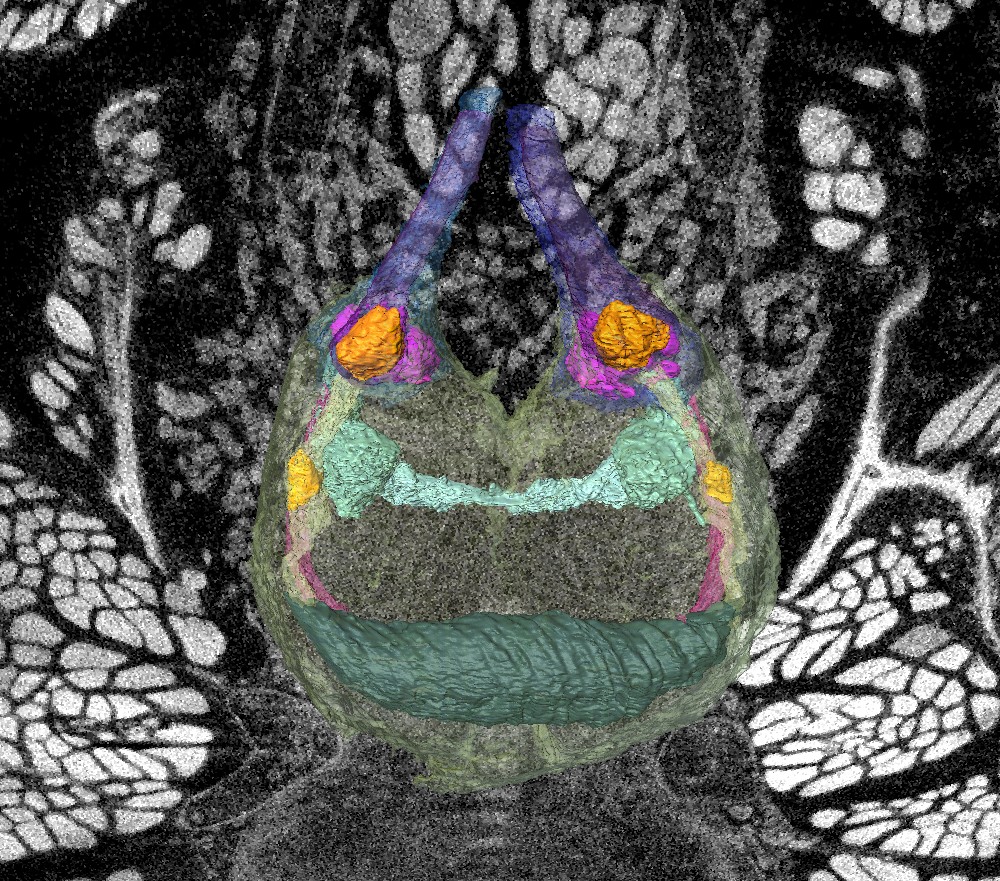 3D reconstruction of the brain and visual processing centers of Araneus didaematus