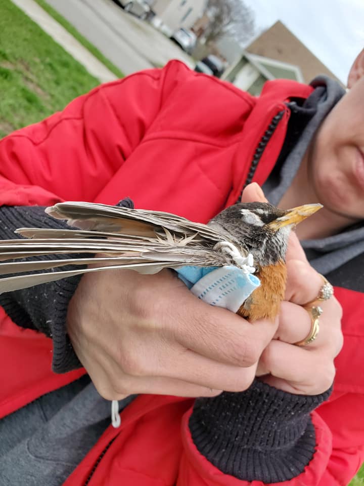 Roodborst vast in masker