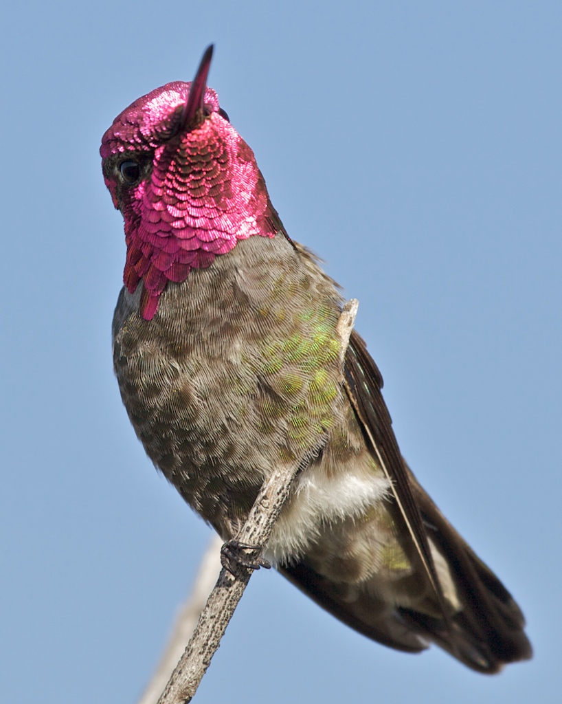 Anna's hummingbird (Calypte anna)