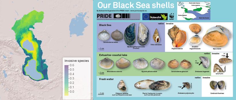 Black sea shells