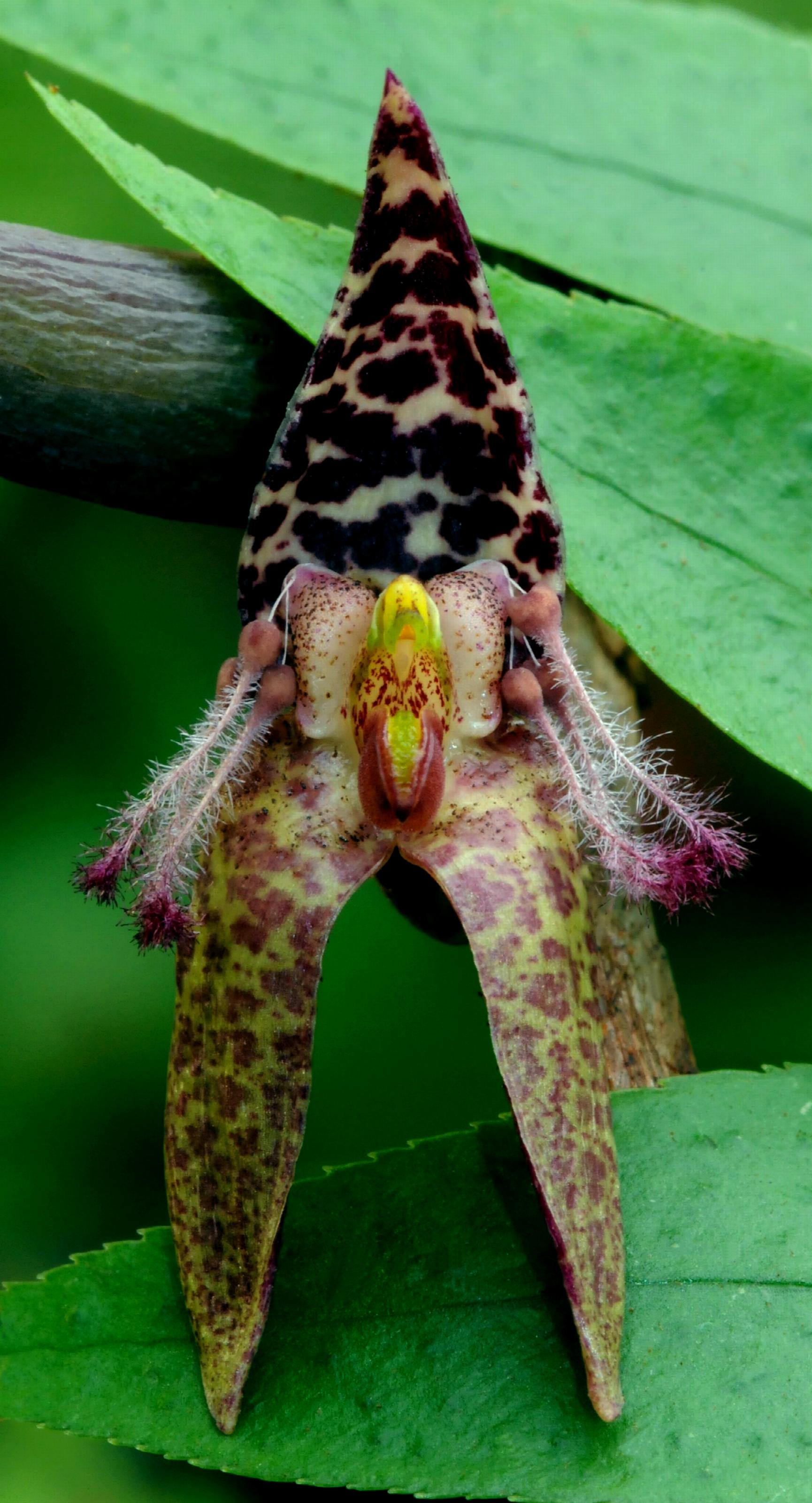 Bulbophyllum tarantula foto Jan Meijvogel