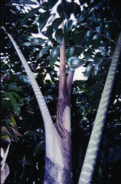Caryota zebrina is a rare endemic palm. 