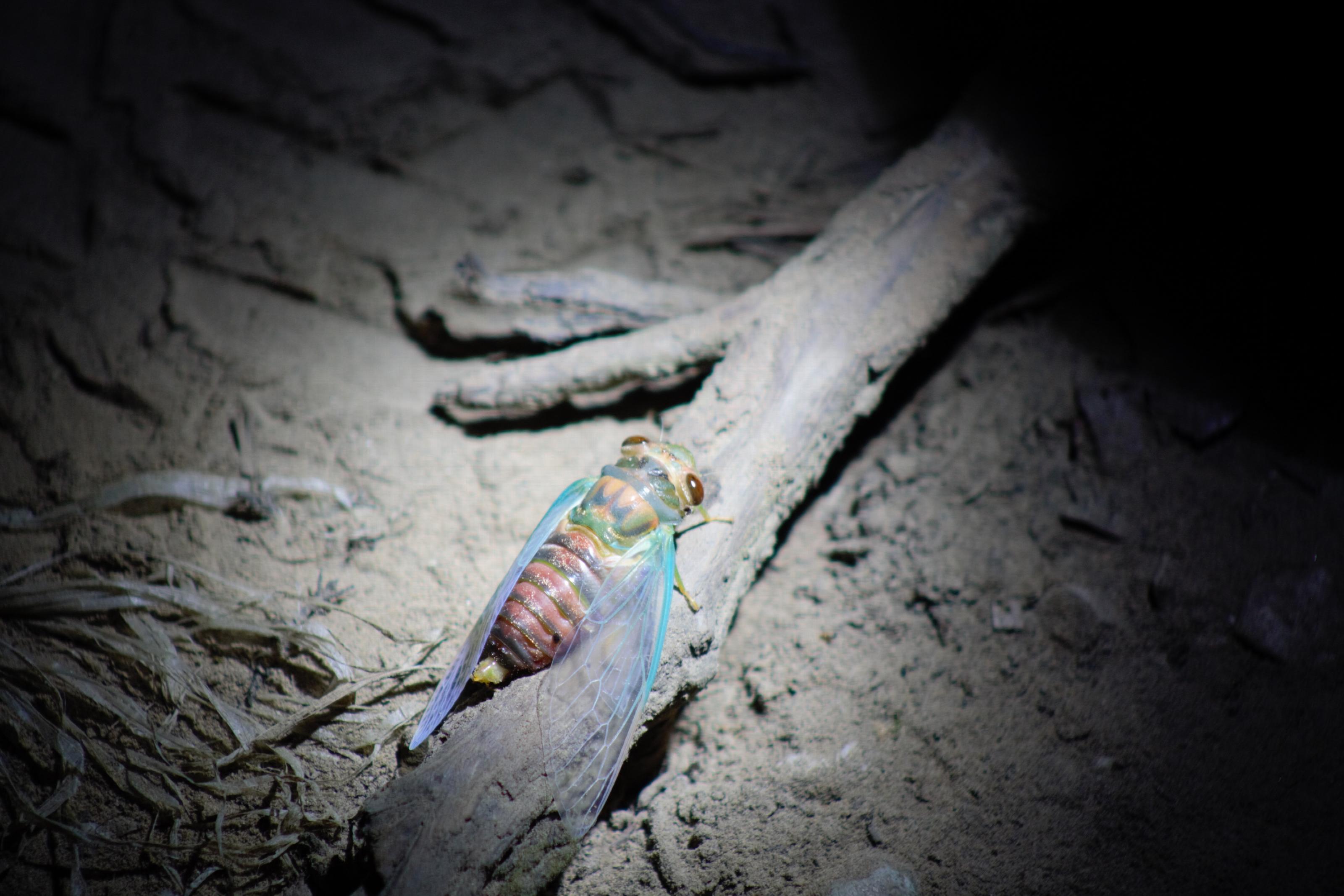 Cicade, de zanger van de tropen. (Foto: Amy Montanje)