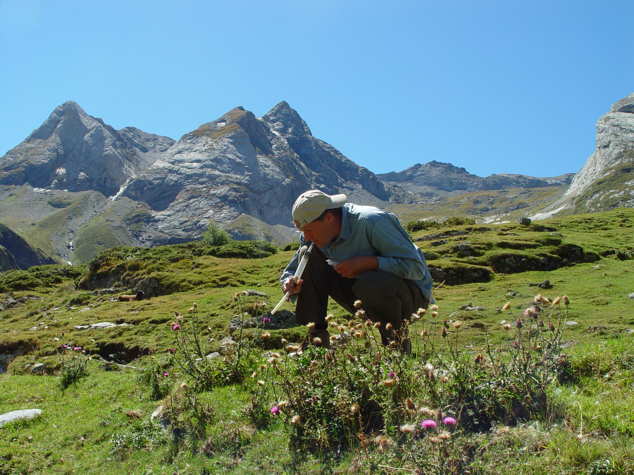 Ecoloog Koos Biesmeijer ving en bestudeerde verschillende hommelsoorten in de Franse Pyreneeën. 