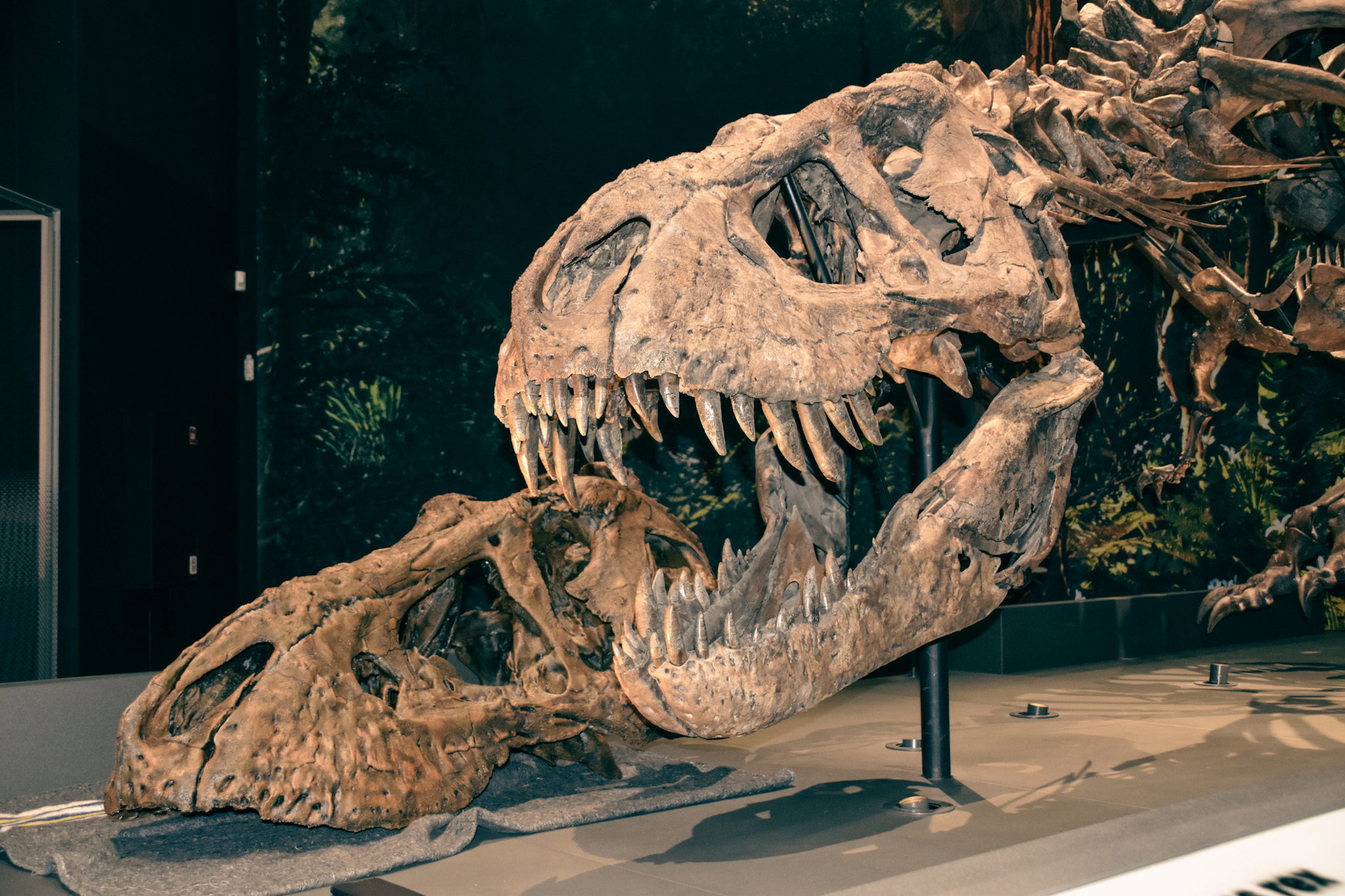 Een deel van de 3D-print van Trix naast het echte skelet van de Tyrannosaurus rex van Naturalis (Bron: Hanneke Jacobs)