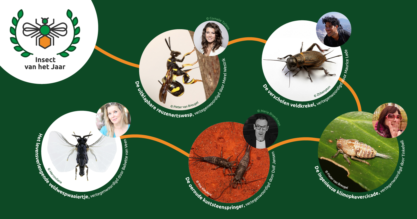 De vijf genomineerde insecten van Insect van het Jaar 2024