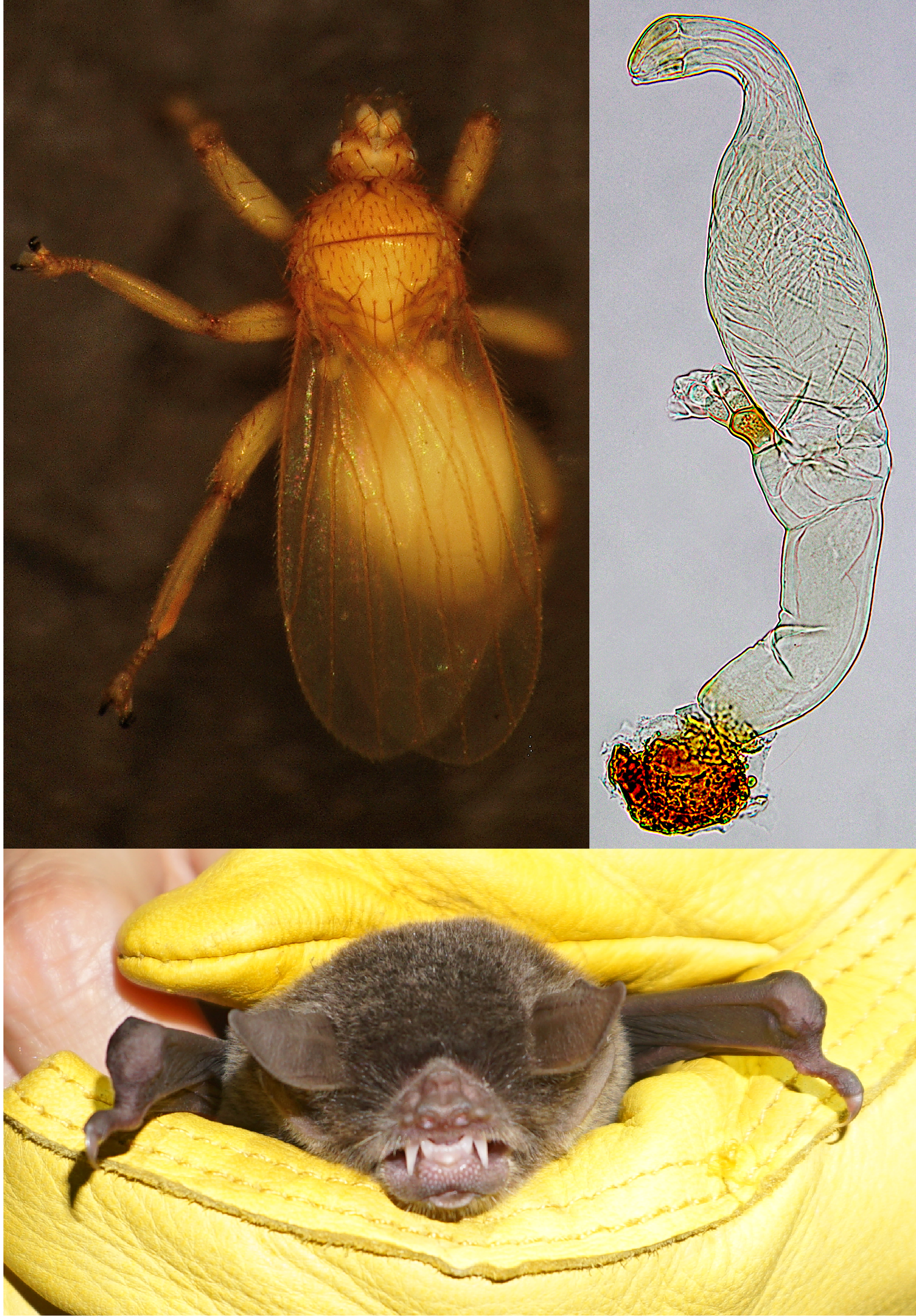 Het drietrapssysteem van vleermuis-vleermuisvlieg-Laboulbeniales