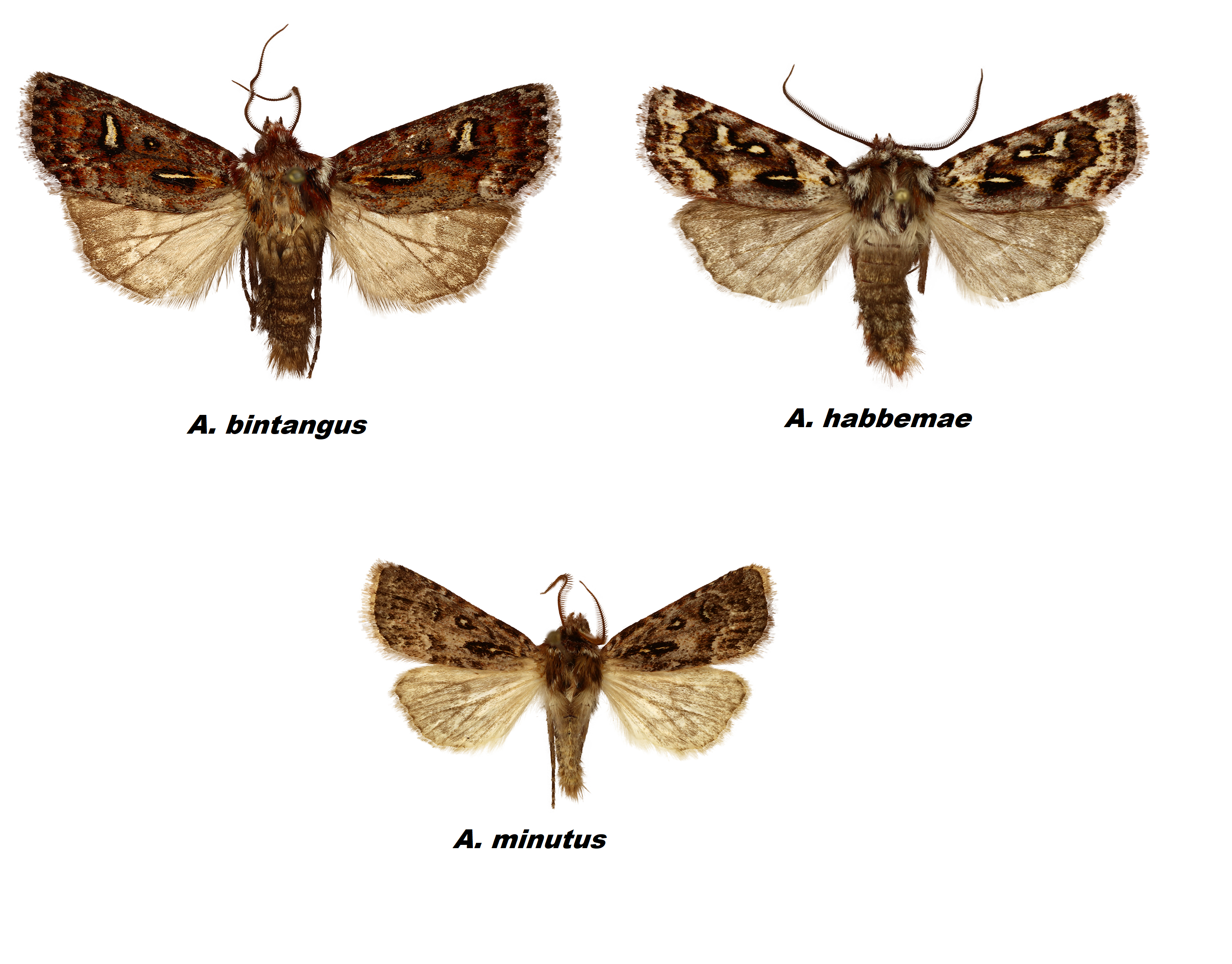 De drie vlindersoorten