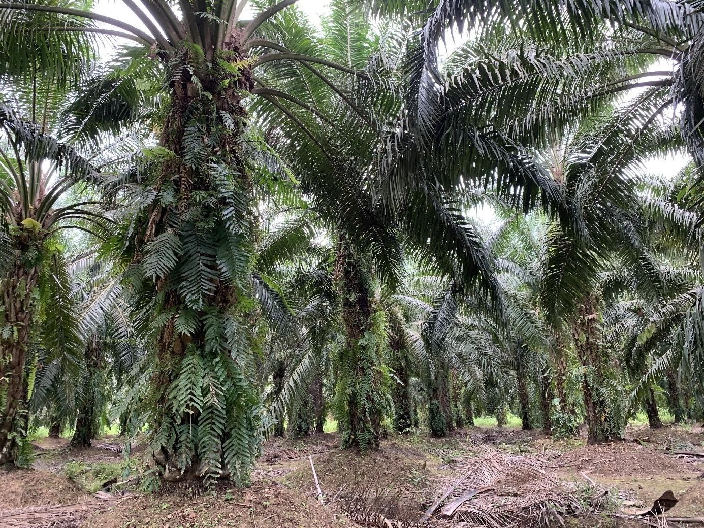 Een palmolieplantage vlakbij het DGFC, hier worden regelmatig slangen gevonden (Foto: Roel Wouters).