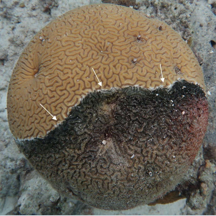 Een rifkoraal (Diploria labyrinthiformis) dat is aangetast door de Caribbean Ciliate Infection (Bron: Simone Montano)