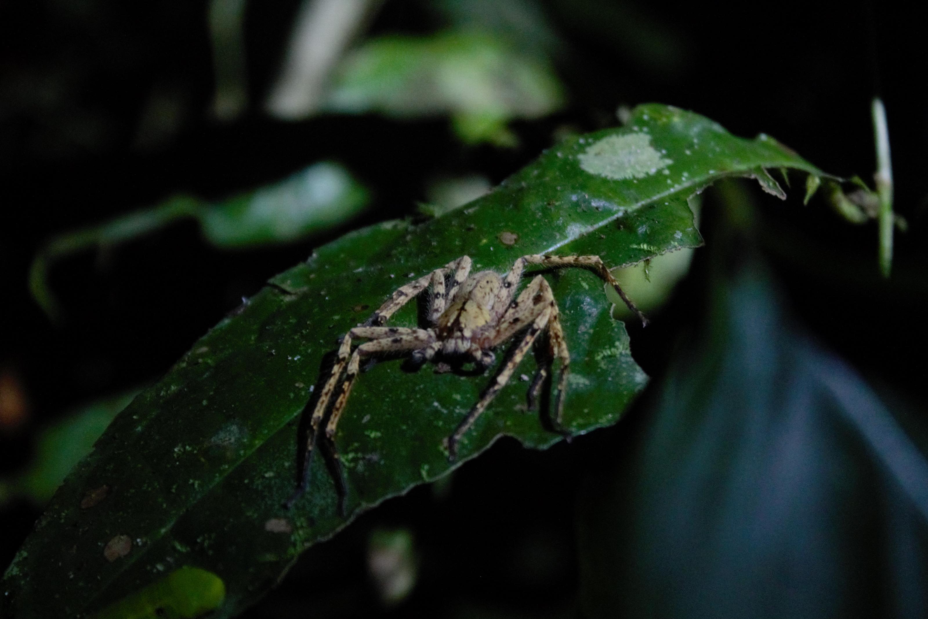 Een van de vele spinnen gevonden door de reflecterende ogen Foto Amy Montanje