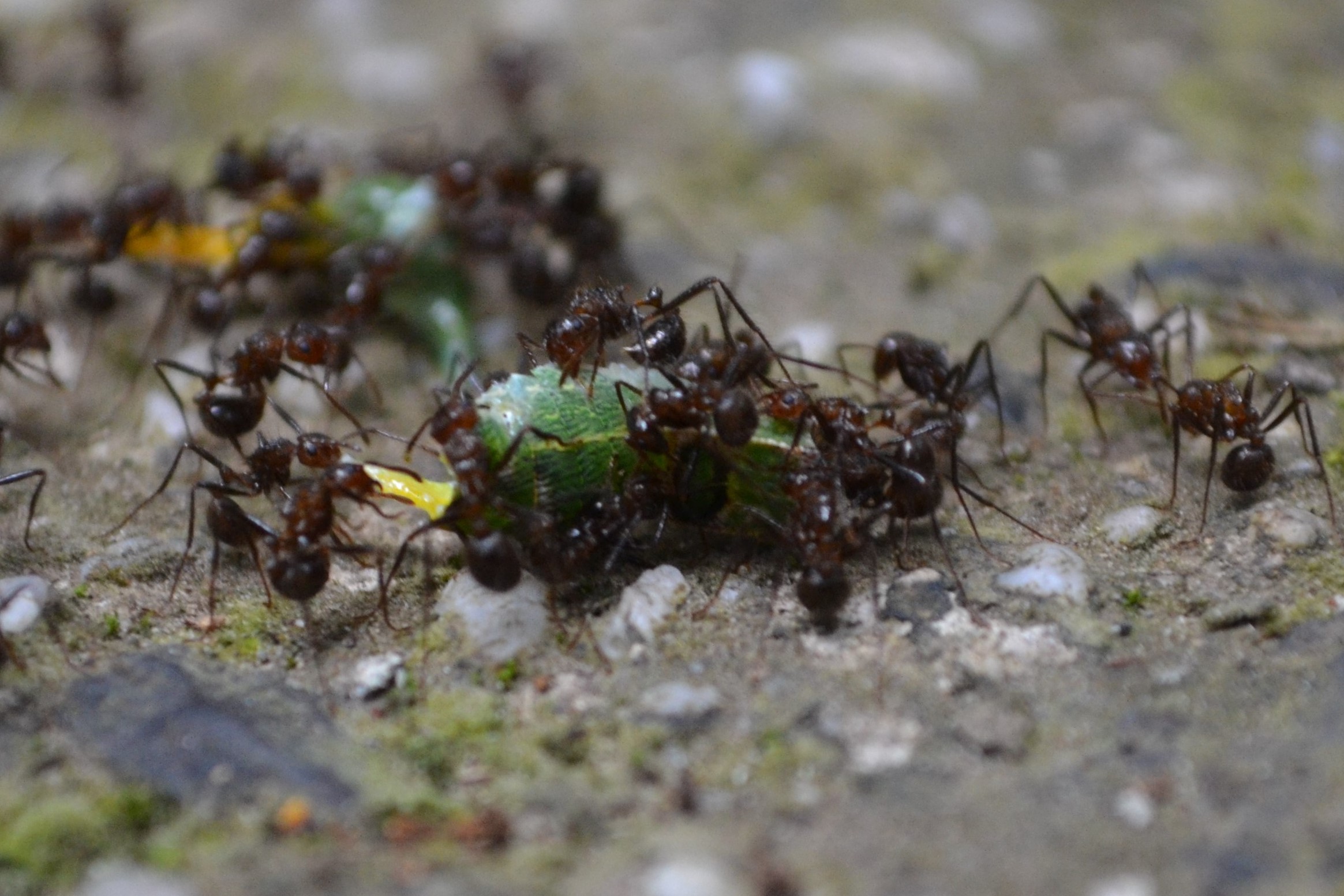 Een kolonie mieren ruimt een rups op. Foto: Maarten Lubbers