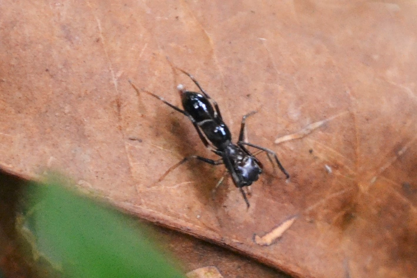 Een mierspin. Foto: Maarten Lubbers