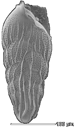 Foraminifera1