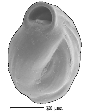 Foraminifera2