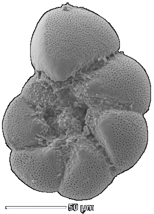 Foraminifera3