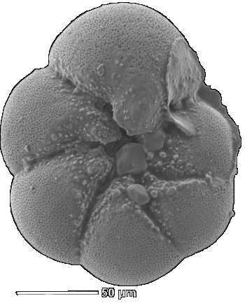 Foraminifera4