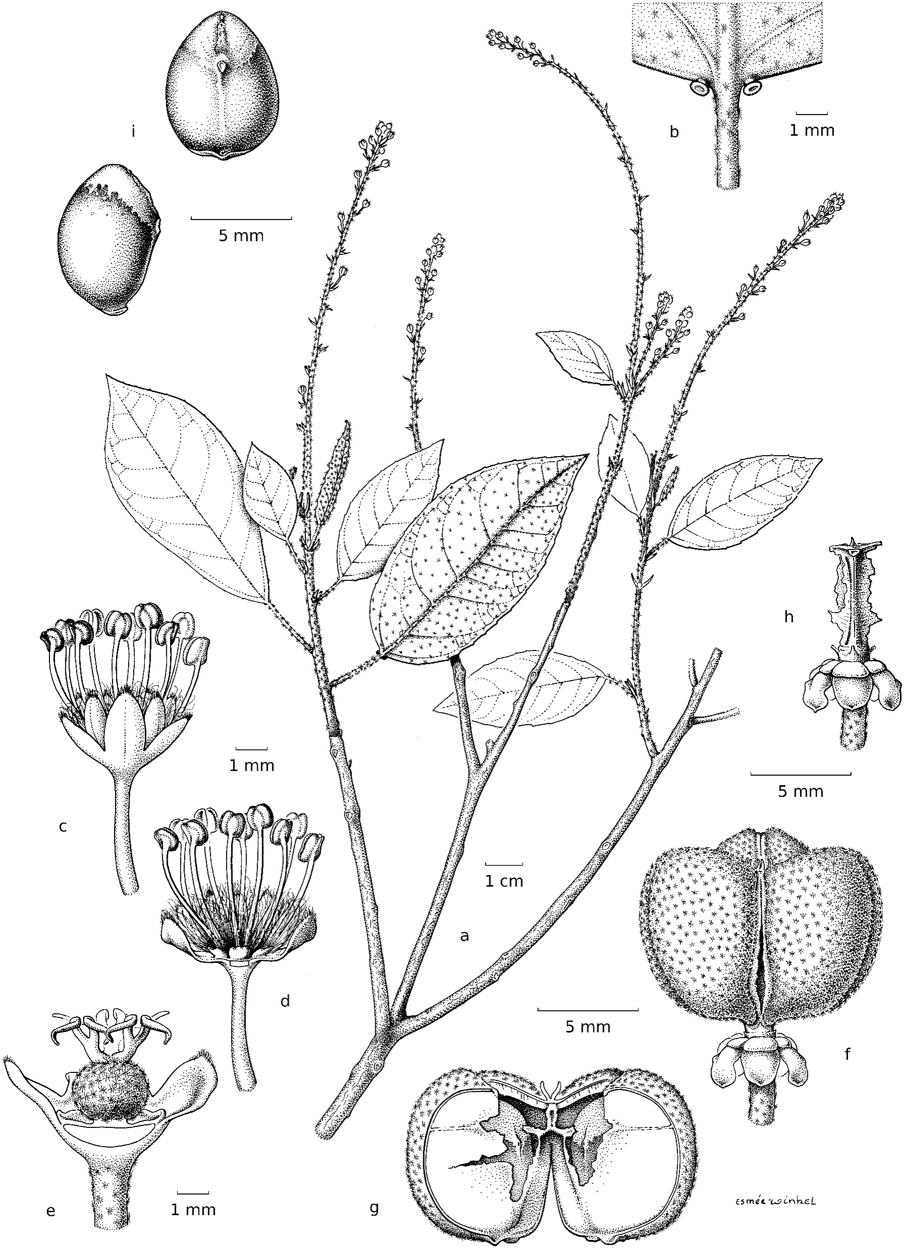 Coton simalurensis J.Beyer