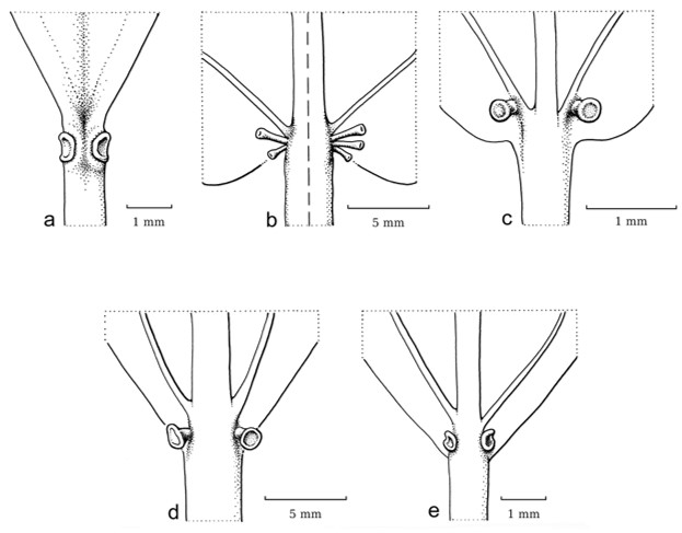 Different types of leaf glands