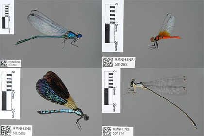 Four specimens of Odonata