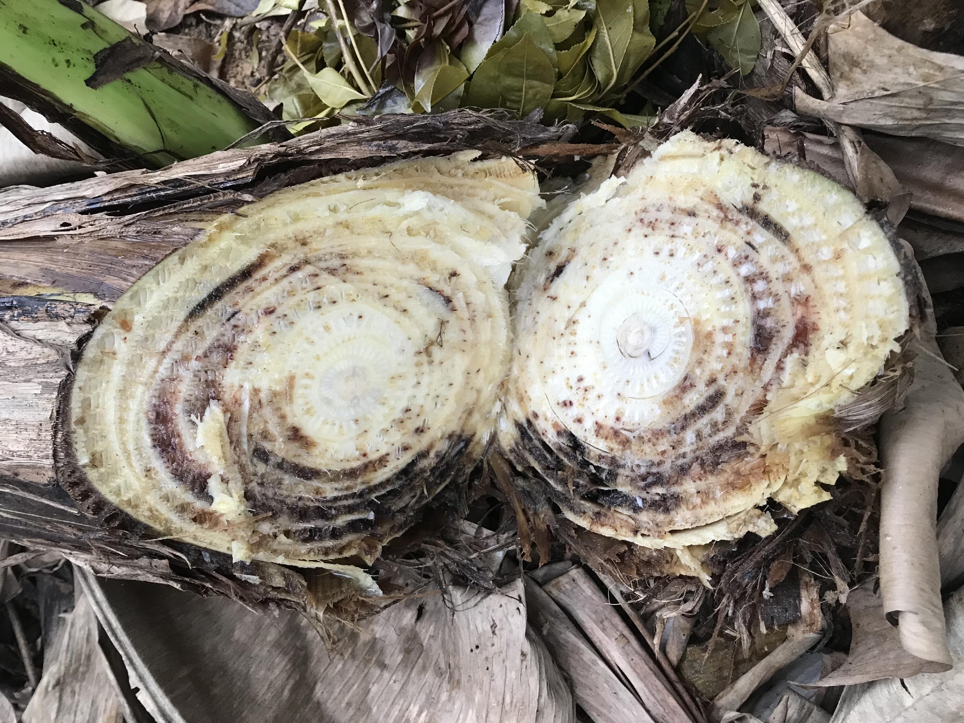 Dwarsdoorsnede van een zieke Vietnamese bananenplant.
