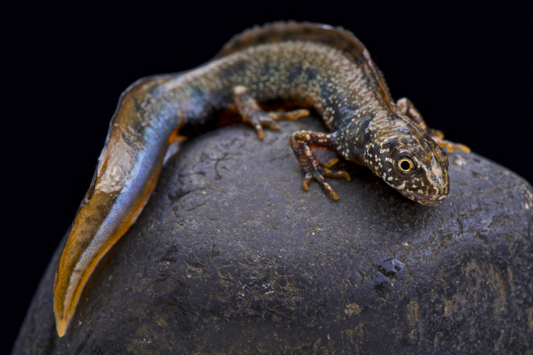 ​​Danube crested newt