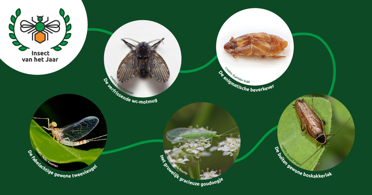 De genomineerde insecten. Credits: Insect van het Jaar