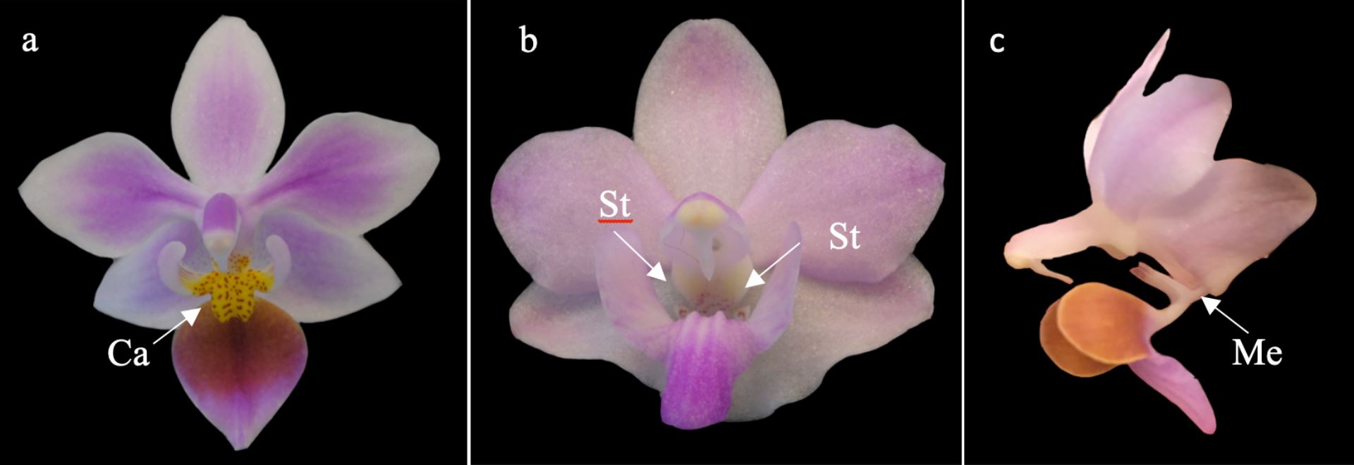 Bloemen van twee verschillende vlinderorchideënsoorten. a. Phalaenopsis equestris; b-c. Phalaenopsis pulcherima; Afkortingen: Ca=callus; Me=mentum; St=stelidia (Bron: Dewi Pramanik)